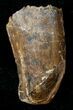Tyrannosaur Tooth with Feeding Wear - Montana #17542-1